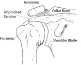 Normal Shoulder
