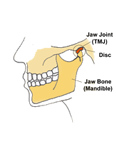 When the jaw is closed the disc sits within the jaw joint.