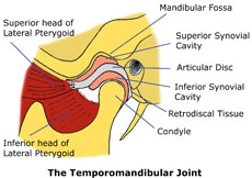 TMJ Anatomy